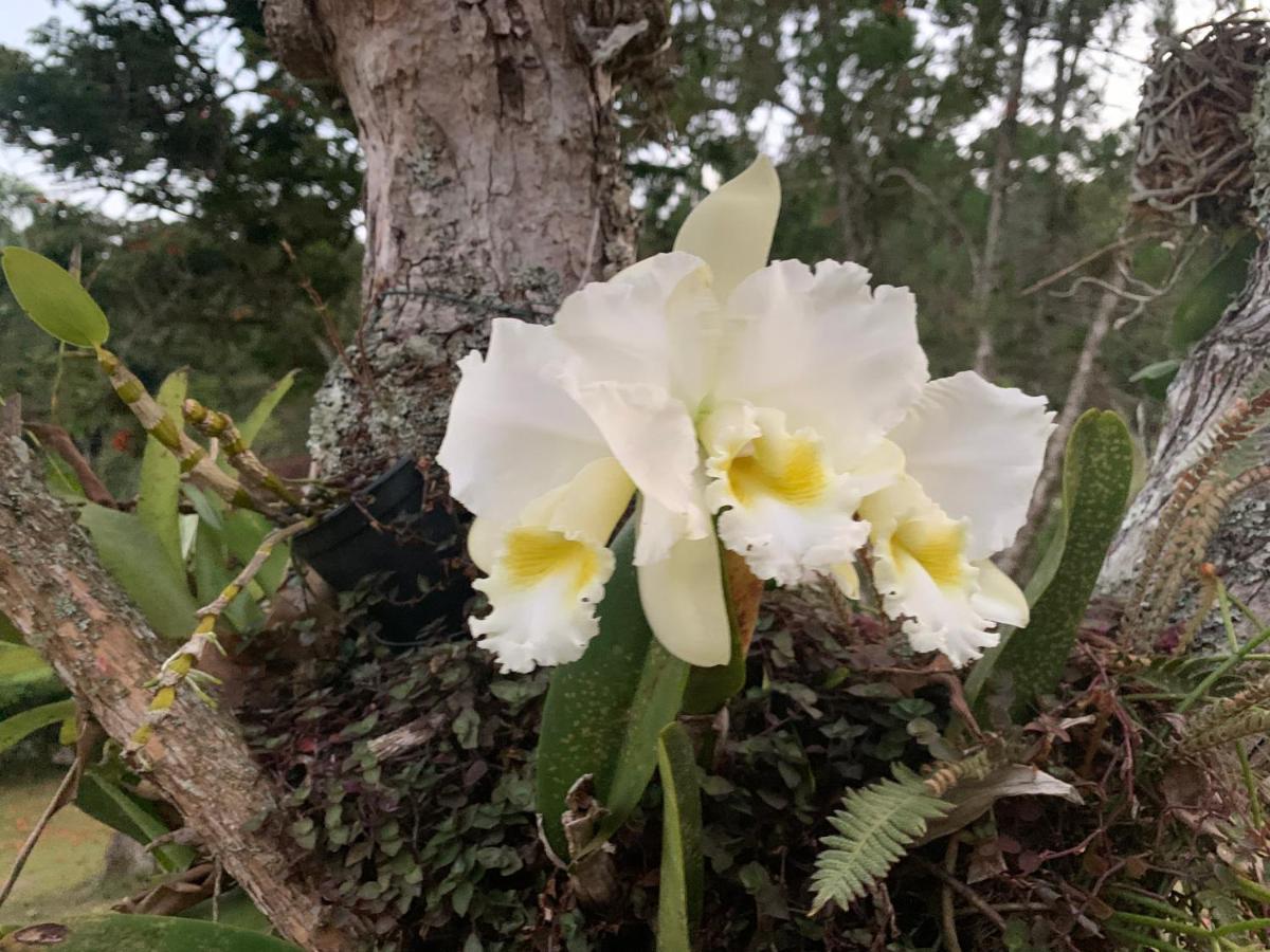 Natal e ano novo e férias na Casa maravilhosa da serra casa inteira Villa Teresópolis Exterior foto